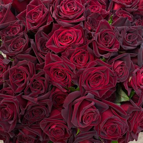 baccarat rose.